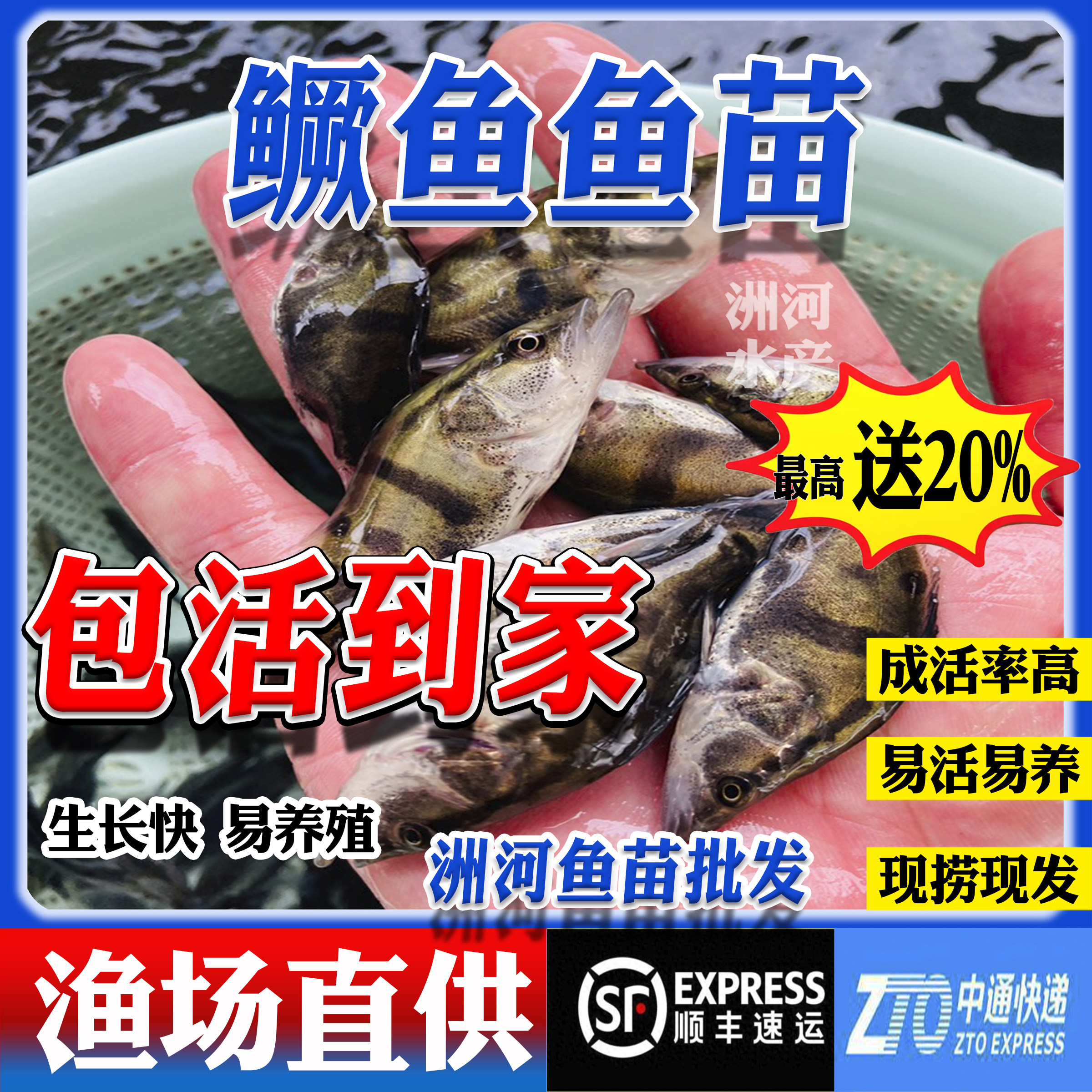 鳜鱼苗桂花鱼批发观赏鱼淡水鱼苗