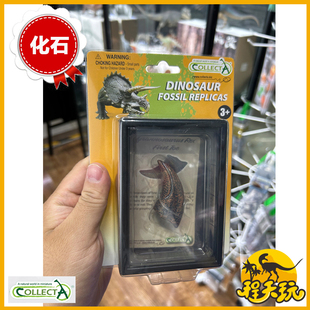 英国CollectA我你他暴龙大脚趾89280仿真动物恐龙化石模型玩具PVC