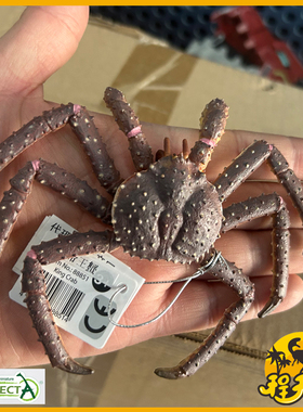 英国CollectA我你他帝王蟹88851仿真海洋甲壳动物螃蟹模型玩具PVC