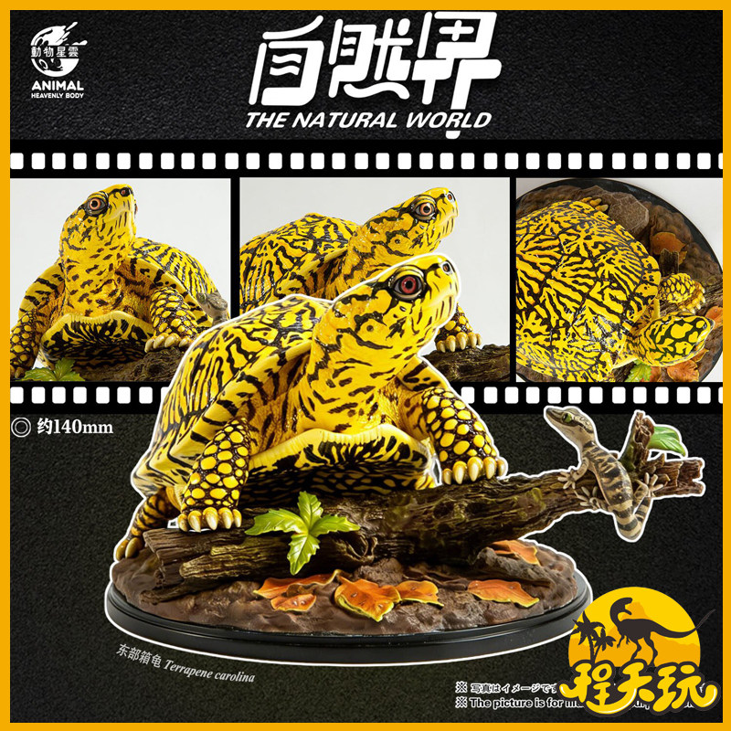 动物星云写实版自然界系列第六弹东部箱龟潮流玩具仿真乌龟车摆件
