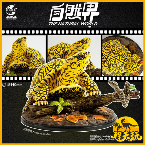 动物星云写实版自然界系列第六弹东部箱龟潮流玩具仿真乌龟车摆件