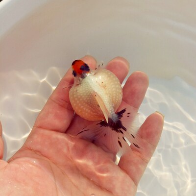 金鱼淡水观赏鱼鼠头珍珠耐活活鱼