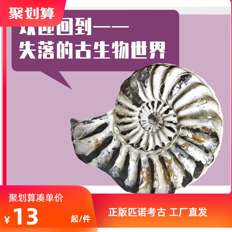 宇宙古生物始祖鸟三叶虫苏铁蕨类狼鳍鱼恐龙蛋菊石考古挖掘玩具