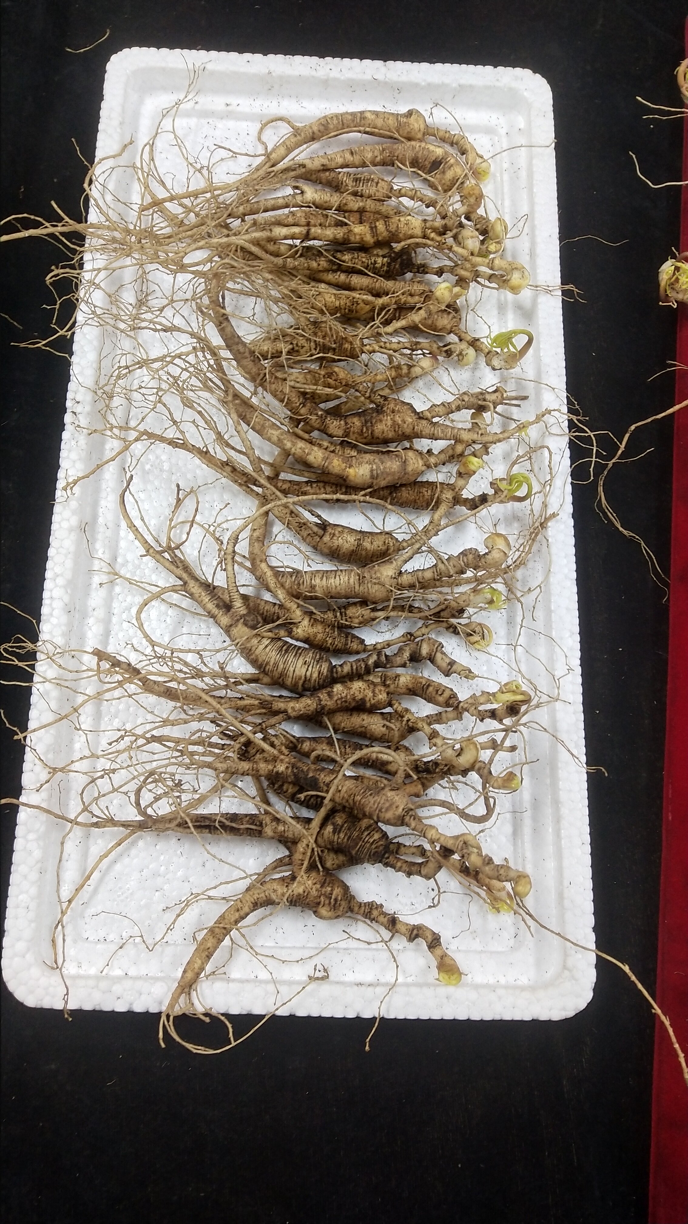 直播链接新鲜林下参籽参十几年长白山人参东北特产人参