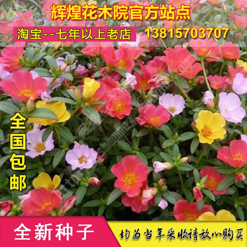 太阳花种子四季盆栽重瓣松叶牡丹孑龙须牡丹庭院阳台观赏花卉种籽