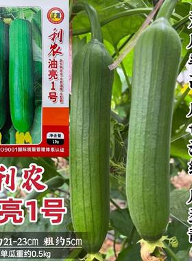 蔬菜瓜果利农油亮1号丝瓜种子中熟油亮清香肉丝瓜籽高产清香滑嫩