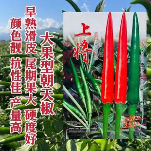 蔬菜瓜果辣椒种子大全大果朝天椒种籽上将辣椒红椒青红两用高产