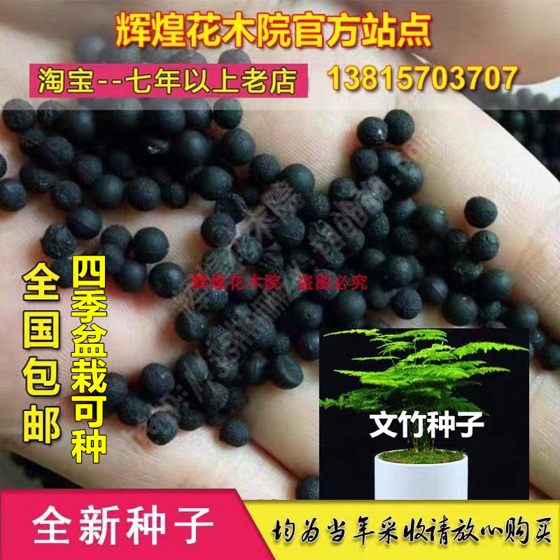 观赏文竹种子竹子种孑观叶植物耐阴耐寒四季盆栽四季种矮文竹种籽