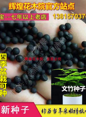 文竹观叶植物耐阴易活种子包邮