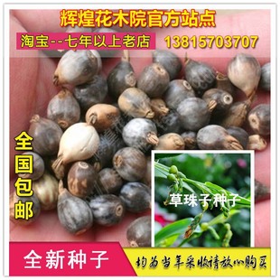 草珠子种子草珠子手串停扣子五谷子门帘草种孑珠子菩提佛珠种籽