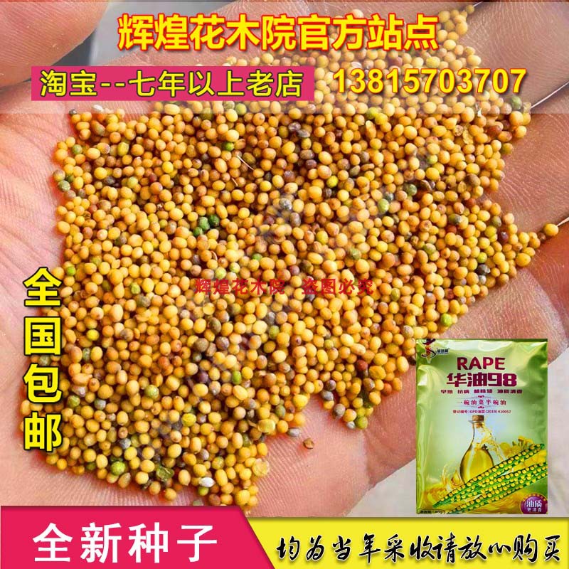 种子油菜高产油菜种子农家春夏秋