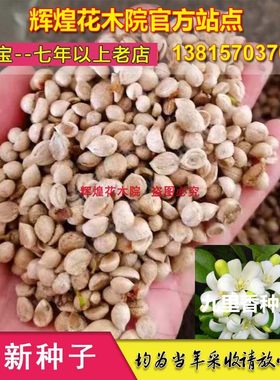 观赏花卉种子九里香过山香花圃