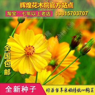 硫化菊种籽黄秋英红波斯菊种孑硫黄菊菊花种子可盆栽庭院阳台花卉