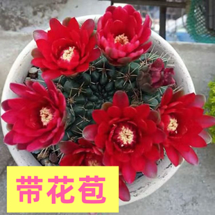 会开花的仙人球绯花玉带花苞办公室内桌面盆栽防辐射多肉植物四季
