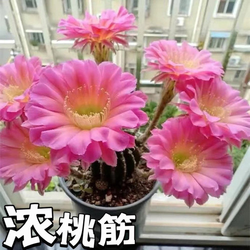 办公室容易仙人球开大花