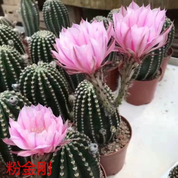 书房阳台一般仙人柱开花