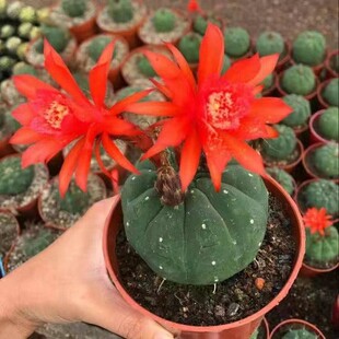 奇仙玉仙人球开红花办公室内好养易活桌面小盆栽防辐射多肉植物