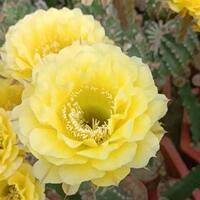 The large-flowered, charming yellow flower bed, the potted cactus of the Kreyssa cactus, is a good succulent plant to grow in the office thumbnail 2