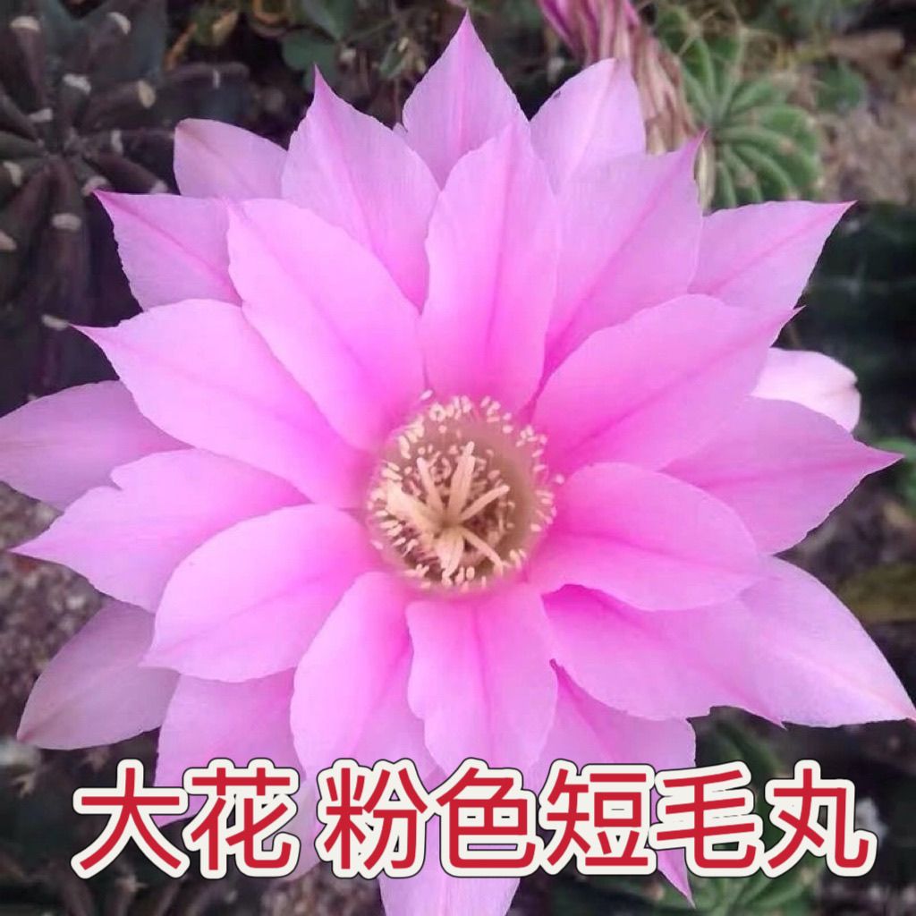 阳台一般净化空气短毛丸开大花