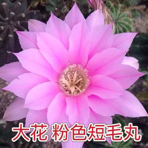 短毛丸仙人球易养开大花防辐射