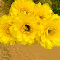 The large-flowered, charming yellow flower bed, the potted cactus of the Kreyssa cactus, is a good succulent plant to grow in the office thumbnail 3