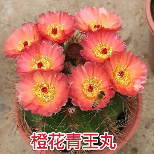 实生青王丸仙人球开大橙花室内盆栽绿植好养易活防辐射多肉植物