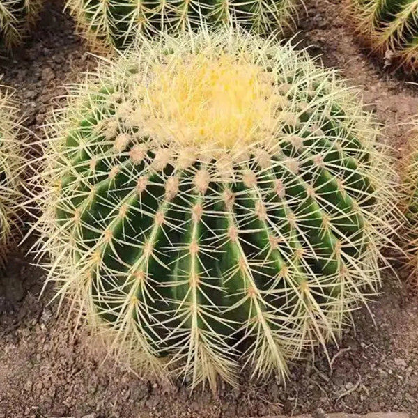 超大金虎仙人球美虎盆栽开花室内桌面庭院好养易活多肉植物防辐射