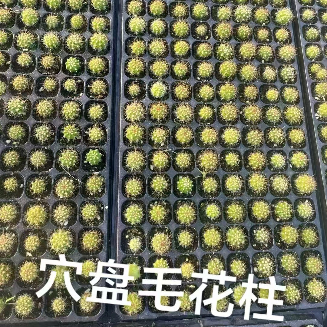 精美多种大花飞碟毛花柱杂交仙人柱仙人球盆栽多肉植物组合小盆栽
