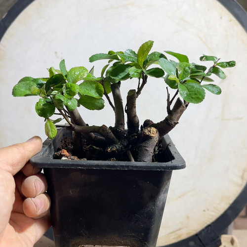 11红花大花榠栌海棠