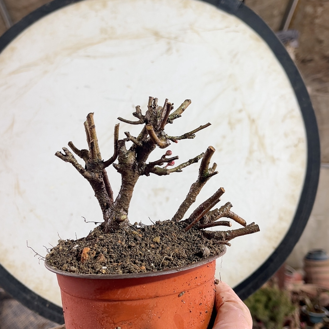 35一本丛林红花一号长寿梅带花苞,鲜花速递/花卉仿真/绿植园艺,造型盆景,淘宝优惠券,粉丝福利购,淘宝优惠卷