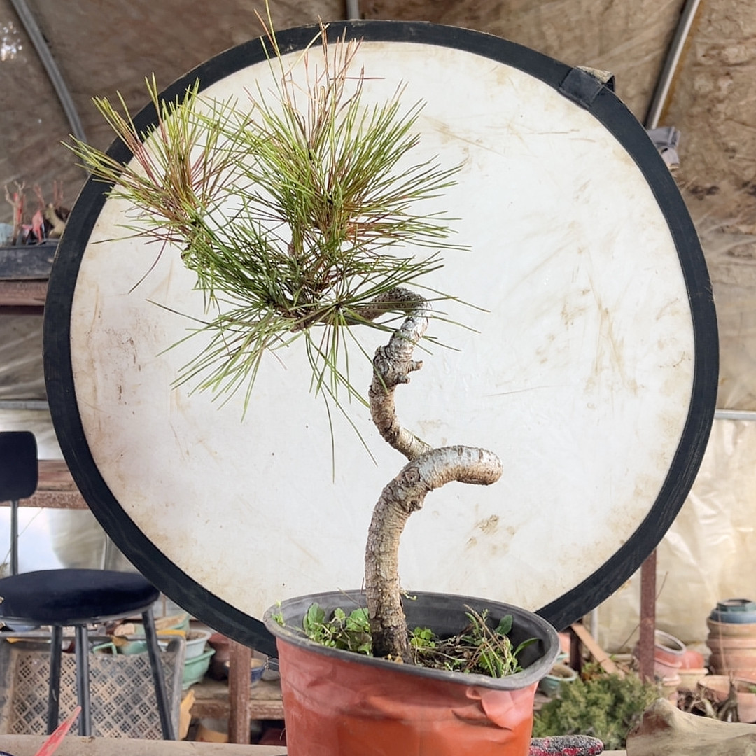 35老桩爆皮黑松土球发,鲜花速递/花卉仿真/绿植园艺,造型盆景,淘宝优惠券,粉丝福利购,淘宝优惠卷