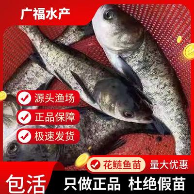 花鲢鱼苗鳙鱼苗大头鱼苗包活大头鳙鱼苗胖头雄鱼苗黑鲢鱼苗白鲢鱼