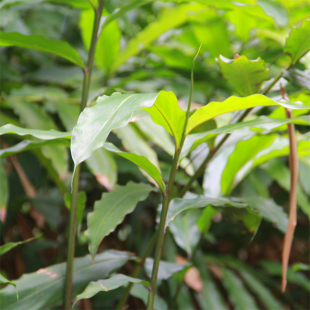 春砂仁苗3棵 芽种苗阳春市春湾镇出产山地种植特色包邮 量大从优