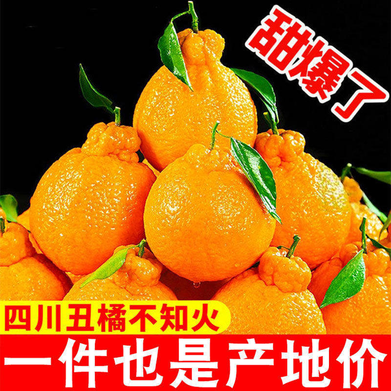 正宗四川不知火丑橘8斤新鲜水果当季特大果现摘现发爆甜多汁秒发