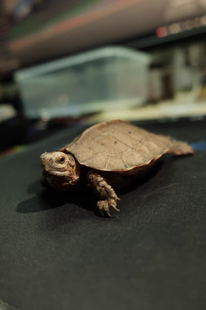 亚洲巨型龟亚巨乌龟观赏种龟苗草龟大型素食吃蔬菜水果半水龟宠物