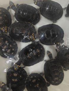 黄头侧颈龟忍者神龟深水鱼缸龟宠物龟圆澳侧颈龟沼泽侧颈龟黄头苗