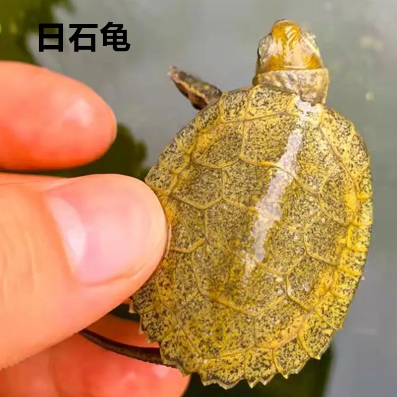 纯种发色日本石龟苗半水龟 杂食小乌龟活体宠物全品