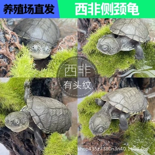 黄头侧颈龟西非猪龟苗西非侧颈龟活体沼泽龟苗活体宠物龟圆澳龟