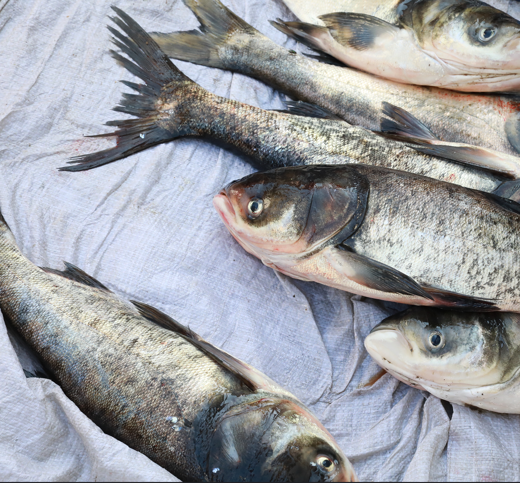 北京密云 新鲜鲢鱼撅嘴鱼鲢新鲜2斤水产淡水鱼包邮