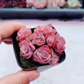 带盆秀妍5厘米左右满9.9元 多肉植物 包邮