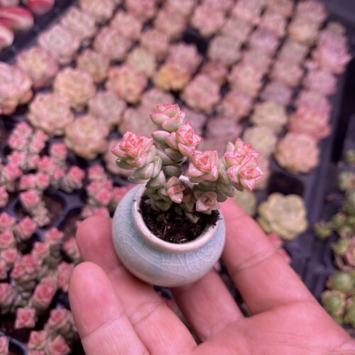 小彩色蜡笔3厘米左右满9.9元包邮多肉植物