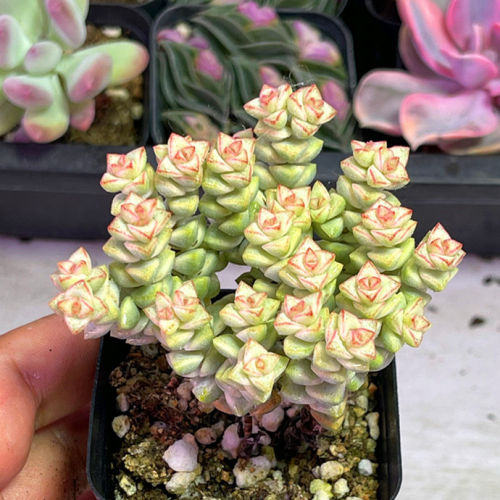 带盆彩色蜡笔4厘米左右满9.9元包邮多肉植物