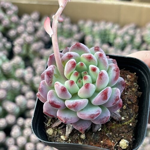 带盆蓝苹果4厘米左右满9.9元包邮多肉植物