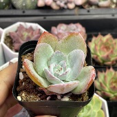 带盆布鲁蓝5厘米左右满9.9元 包邮 多肉植物