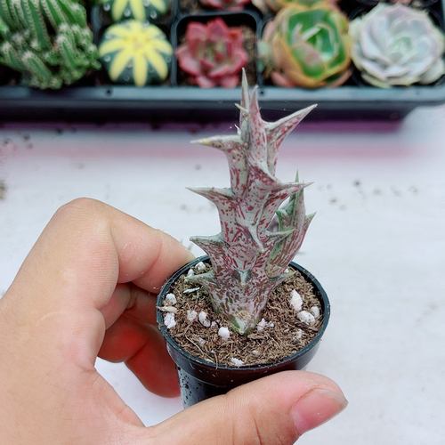 脱土紫龙角 满9.9元包邮多肉植物