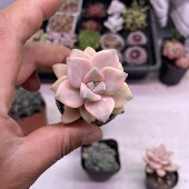 糖果美杏锦3.5厘米左右满9.9元 包邮 多肉植物