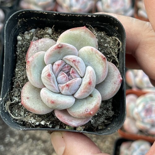 带盆石榴籽星影4厘米左右满9.9元包邮多肉植物