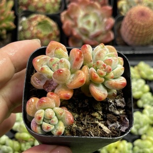 带盆劳尔4厘米左右满9.9元包邮多肉植物