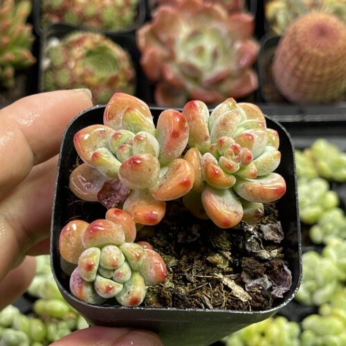 带盆劳尔4厘米左右满9.9元包邮多肉植物