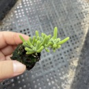 多肉植物 包邮 满9.9元 小荧光兔